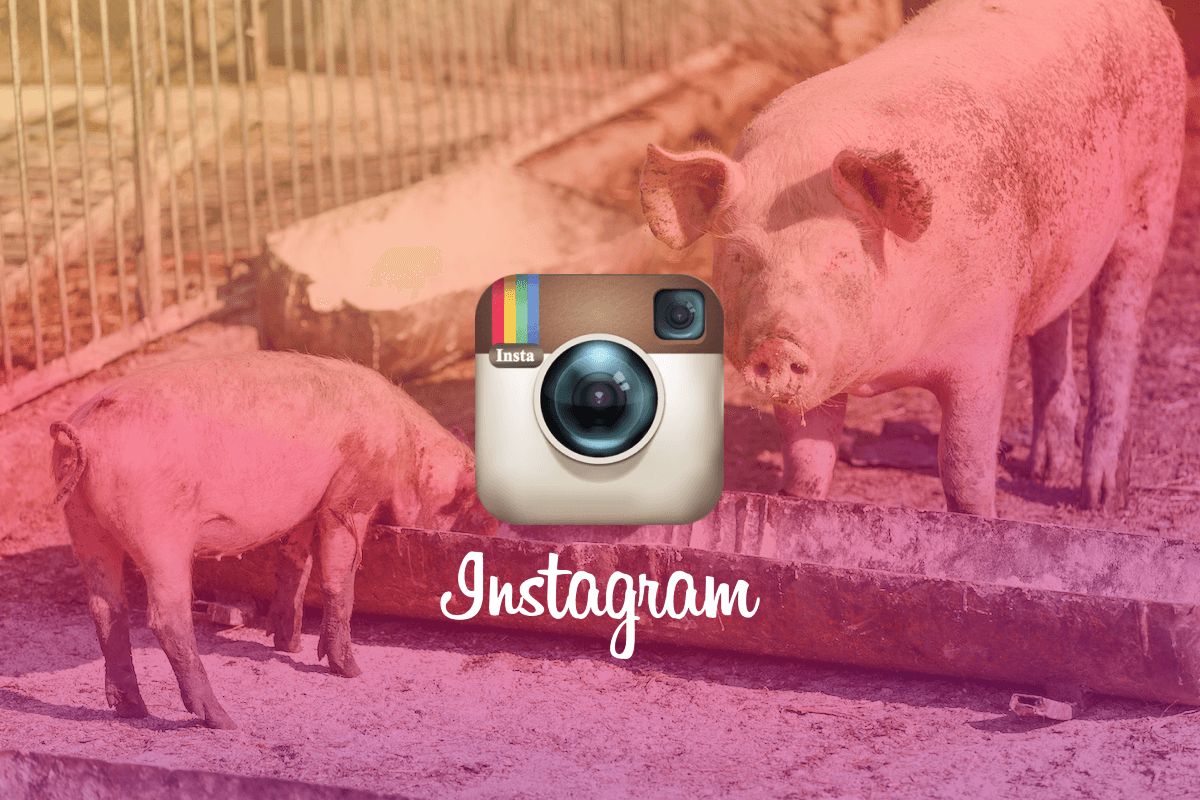 Instagram's old logo, with 2 pigs in the background and a pig trough